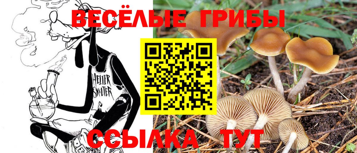 Галлюциногенные грибы Magic Shrooms  Вход с VPN  Кингисепп  Галлюциногенные грибы MAGIC MUSHROOMS 